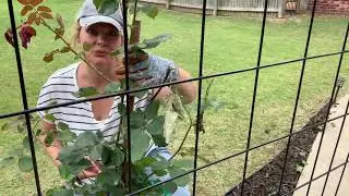 How To Properly Attach A Climbing Rose To A Trellis // Favorite Hobby Gardener
