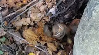 chipmunk fight