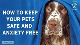 How to Keep Your Pets Safe and Anxiety Free This 4th of July Holiday Weekend