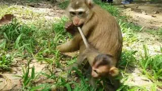 wow!Amazing Monkey Meeting,Mom Monkey and baby Meeting group,real life Monkey
