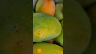 mango ka kheti kase kare desi gaou me @souravjvlogs @ManojDeyVlogs @vijayriyavlogs4906
