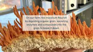 Answers to the Hype About Fruiting Bodies and Mycelium