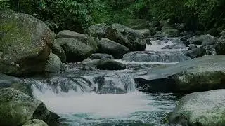 Nature Sounds of a Forest River for Relaxing-Natural meditation music of a Waterfall & Bird Sounds..