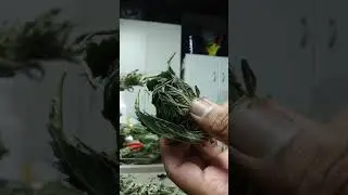 Omar ruiz arsenal efectivo dope as jam 2019 Punch breath og bumper crop test run