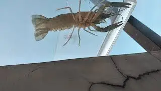 Secret Life of Lobsters (37) - Abdomen