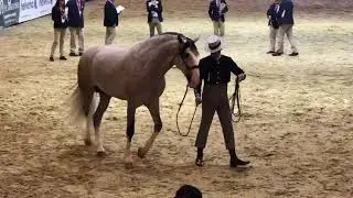 &ldquo;Yucat&aacute;n de Ramos&rdquo;, Campe&oacute;n del Mundo en SICAB-2018