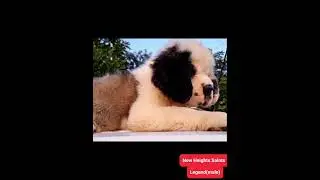 His name is LEGEND and so will he become for sure. Http://www.newstbernardkennel.com 9815900123