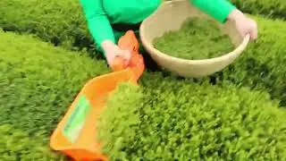 Small Tea harvester