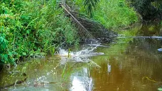 PARIT PENUH PELEPAH SAWIT INI DIHUNI BANYAK IKAN GABUS !!! 🔥