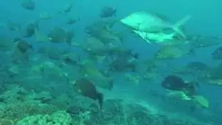 Slow-motion freedive with a school of Spangled Emperor