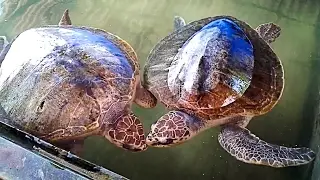 Черепаховая ферма (Sea turtle hatchery) - Когала (Koggala beach) - Путешествуем по Шри-Ланке