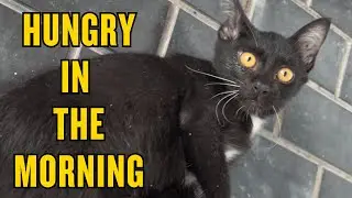Loyal Cat Waiting at the Door for Breakfast 🐱