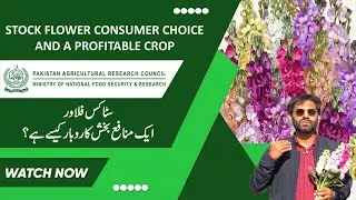 Stock (Matthiola incana) Flowers consumer choice and a profitable  crop for small landholders.