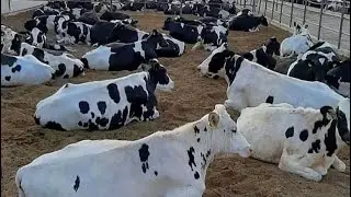 One of the finest HI Tech dairy farm of HF🐄 in Punjab all 150  cows given by ​⁠​⁠@JOLLYDAIRYFARM,Amritsar,Punjab