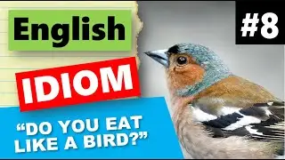 English Idiom #8 - Do You Eat Like a Bird?