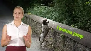 600 Dogs jump to their death from this bridge in Scotland.