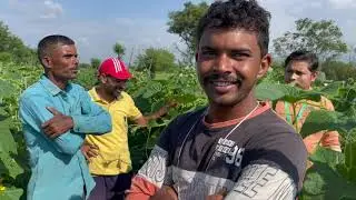SCT- व्हायरसमुक्त काकडी🥒प्रति कॅरेट 50 रु जास्त भाव.खोडापासून शेंड्यापर्यंत प्रत्येक पेऱ्याला फळ.