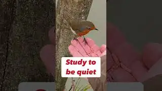 A robin eating from my hand