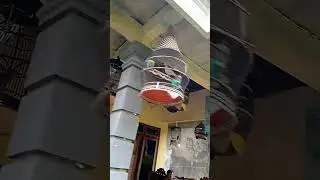 Пекси Аджи Коллектор