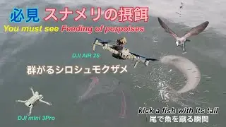 必見！スナメリの摂餌　Must see!  Feeding of porpoises❗️