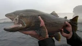 Oostvoornsemeer Meer en Bruine forel 6 feb 2021