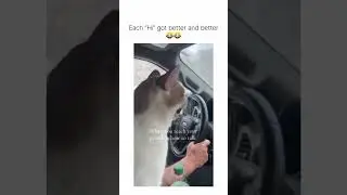 Cat says HI