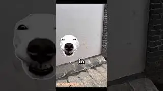 What's the point of this suggestionbox😜#neverwouldhavethought#funny#shorts #lol #memes
