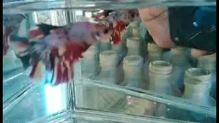 Bettas Nemo Galaxy Halfmoon Male