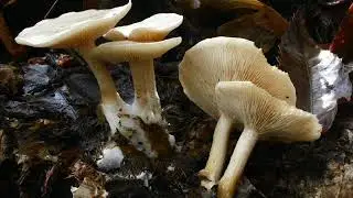 Clitocybe phyllophila