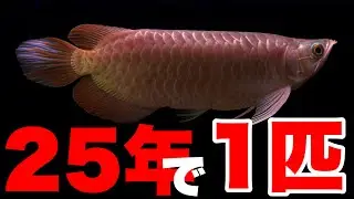 【ショップ訪問】25年に1匹？アルビノを超える激レアアロワナ！　紅龍　熱帯魚アクアリウム