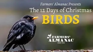 The Birds of The Twelve Days of Christmas