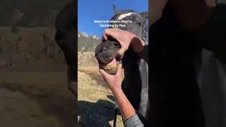 How to tell a horse&rsquo;s age 🐴 with Dr. Brazil