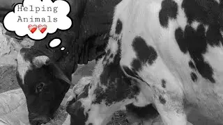 Helping Cow In City Side ❤️‍🩹❤️‍🩹