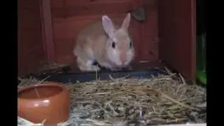 filien