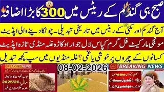 Today Wheat price in punjab//گندم کا ریٹ2026/munji makki till sarso/Galla mandi rate today 2026