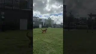 Out of play recall ! Advanced obedience dog training