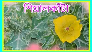 শিয়ালকাঁটা গাছ, Mexican Flower,  Mexican Prickly Flower,  Mexican Poppy,  Argemone mexicana