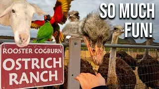 Ostrich Farm near Picacho Peak Arizona - a MUST SEE!