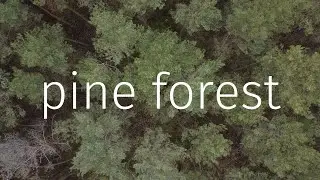 Pine Forest | Cinematic Droneshot