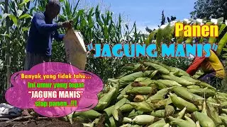 Cara Memanen Jagung Manis (Umur JAGUNG MANIS Siap Panen)