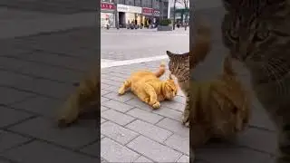 Two Cats, Zero Coordination: Street Talent Show Gone Wrong