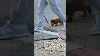 #соб #влоги ачкасразмеромступни #shortsvideo