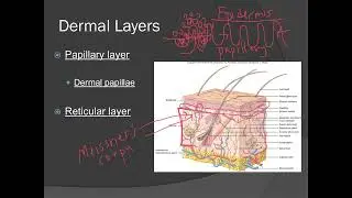 Integumentary System Part 3   Dermis