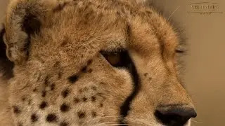 World Wildlife Day | Great Plains Conservation