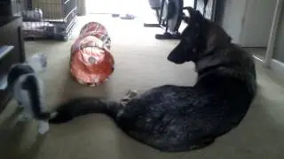 Cain the German Shepherd meets the new kitten Simba