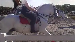 Hermanns Royal Lipizzaner Stallions PICTURES