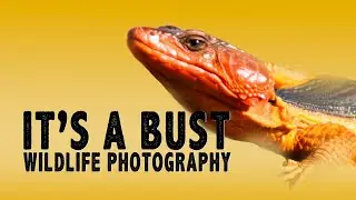 WILDLIFE PHOTOGRAPHY IN AFRICA - BIRDS AT MARIEVALE AND SUIKERBOSRAND