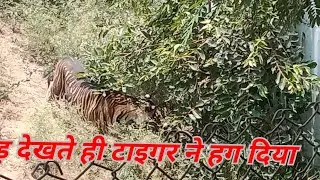 #tiger #ekthatiger #junglelife #biologicalpark #noble #wildlife #beast