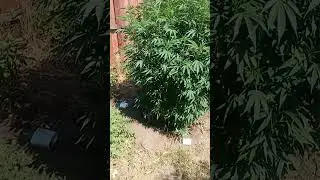 bubble bath ( The Soap x Project 4516) #drozone #dro #Zaza #strains #urbanfarmer #cannabis #dank