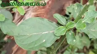 நாயுருவி
